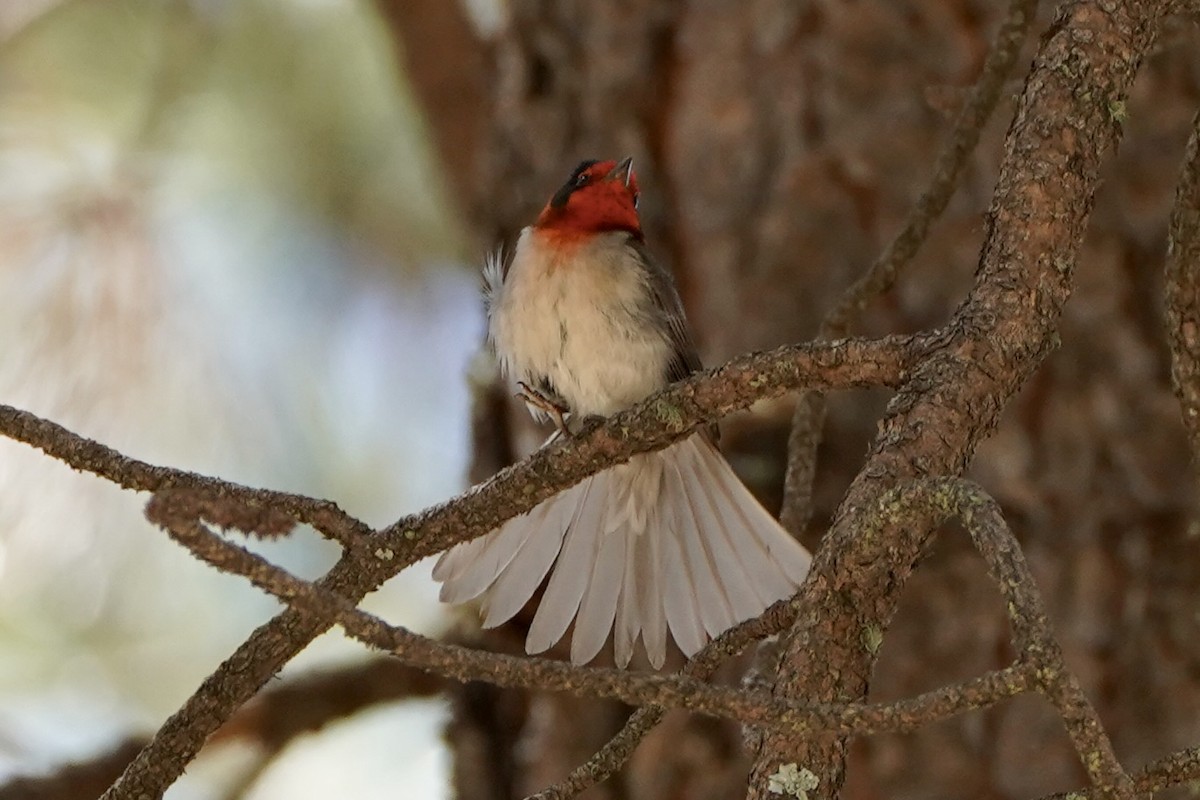 Red-faced Warbler - ML620279731