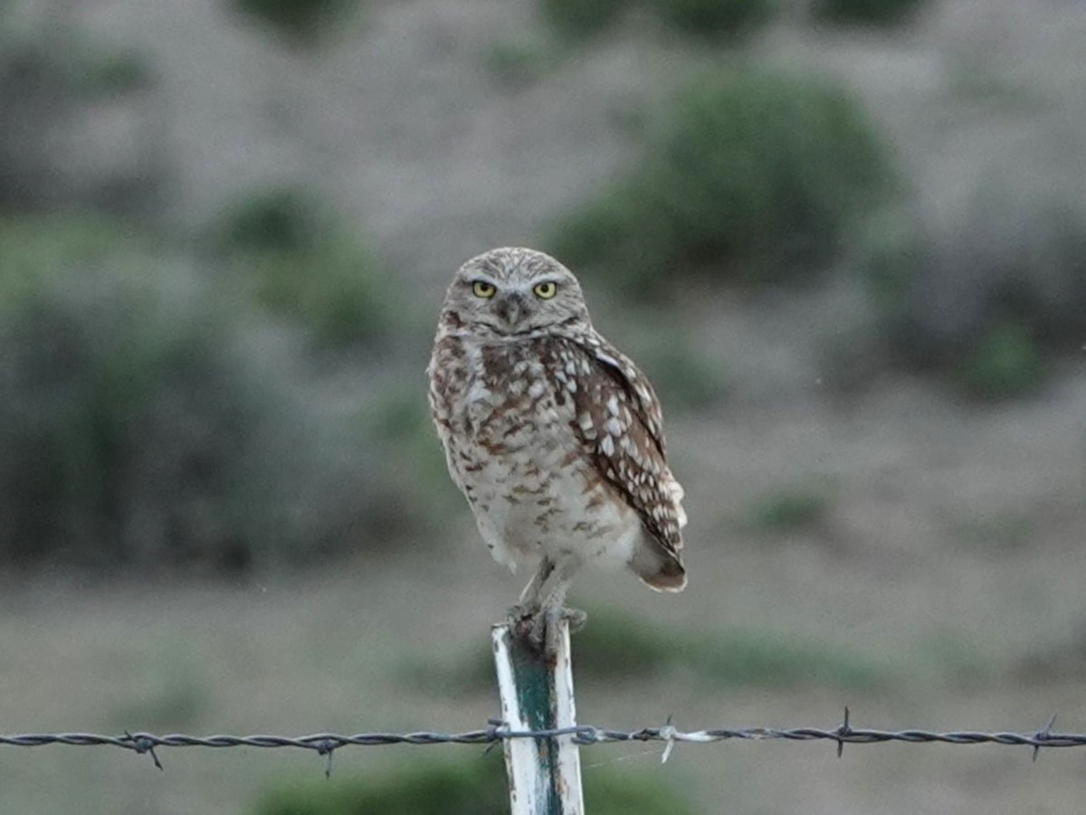 Burrowing Owl - ML620279735