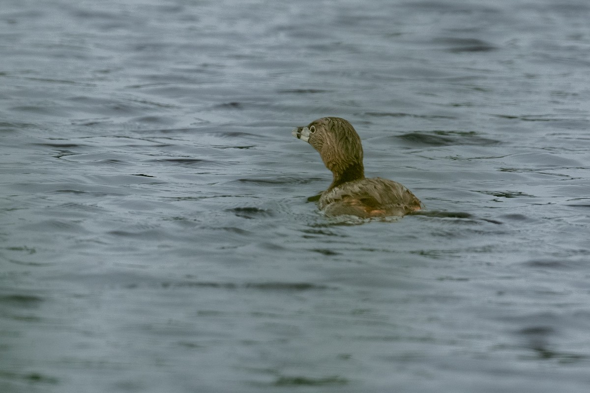 Pied-billed Grebe - ML620279736