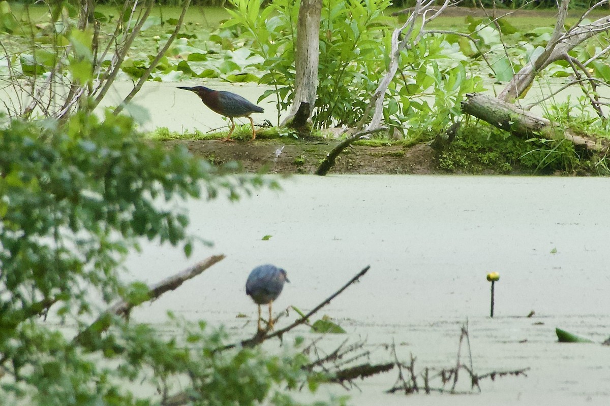 Green Heron - ML620279738