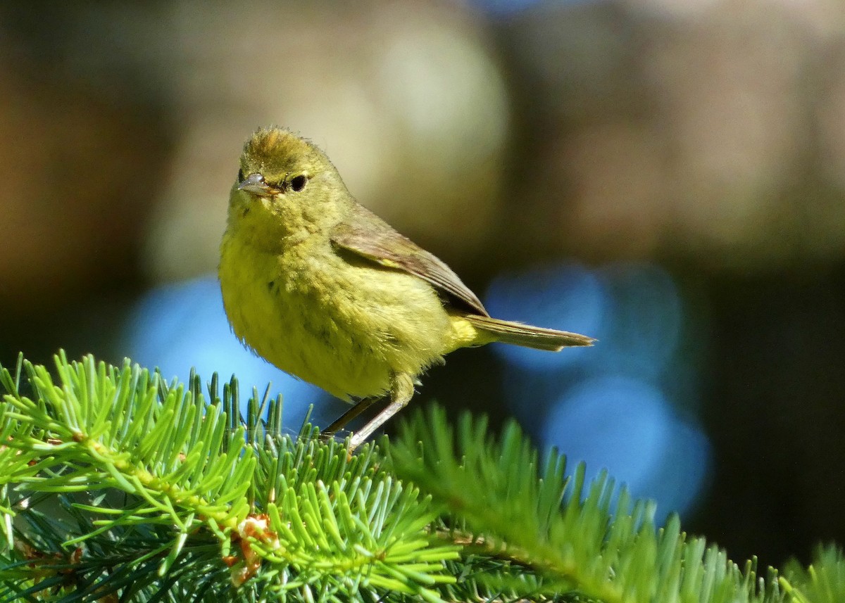 Orange-crowned Warbler - ML620279743