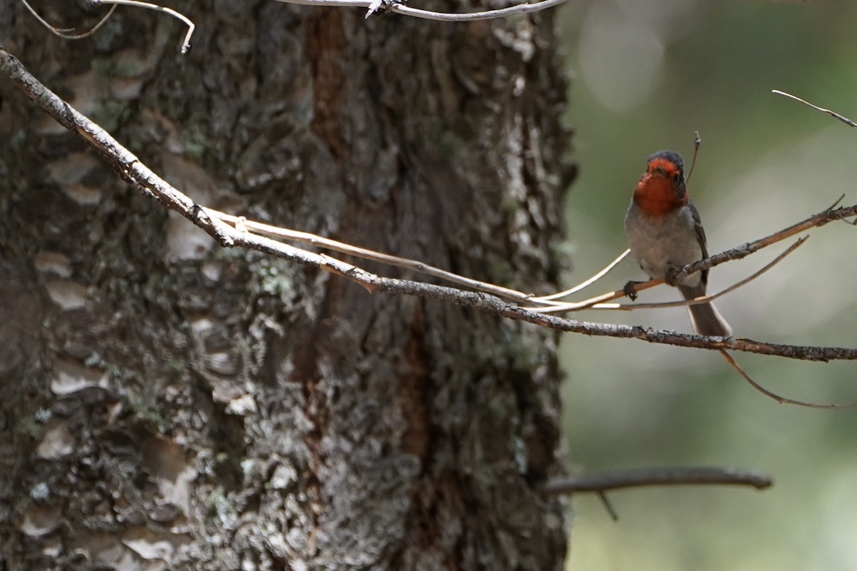 Red-faced Warbler - ML620279744