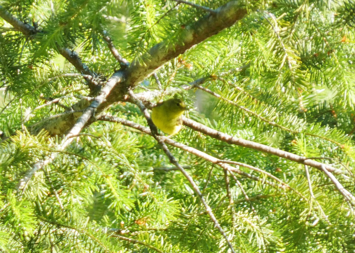 Orange-crowned Warbler - ML620279749