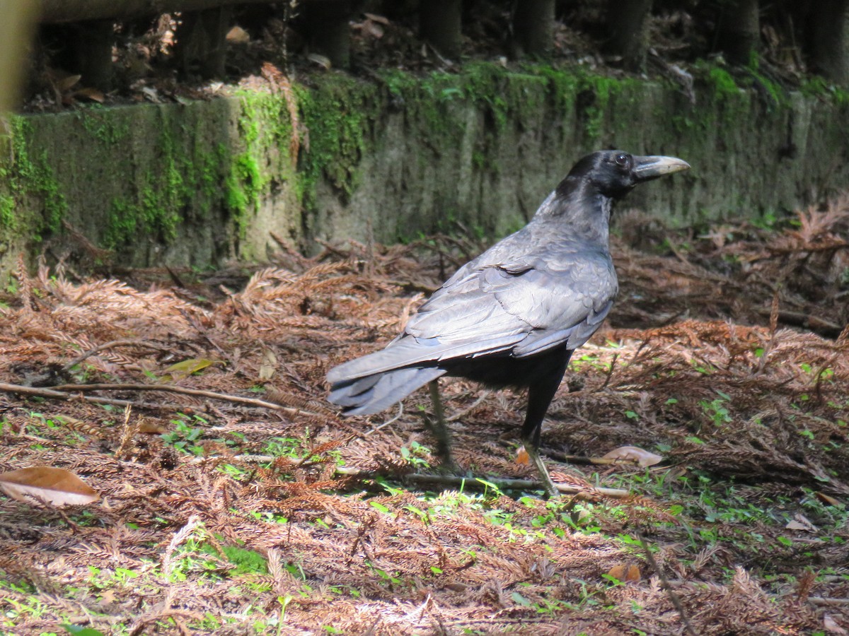 Carrion Crow - ML620279751