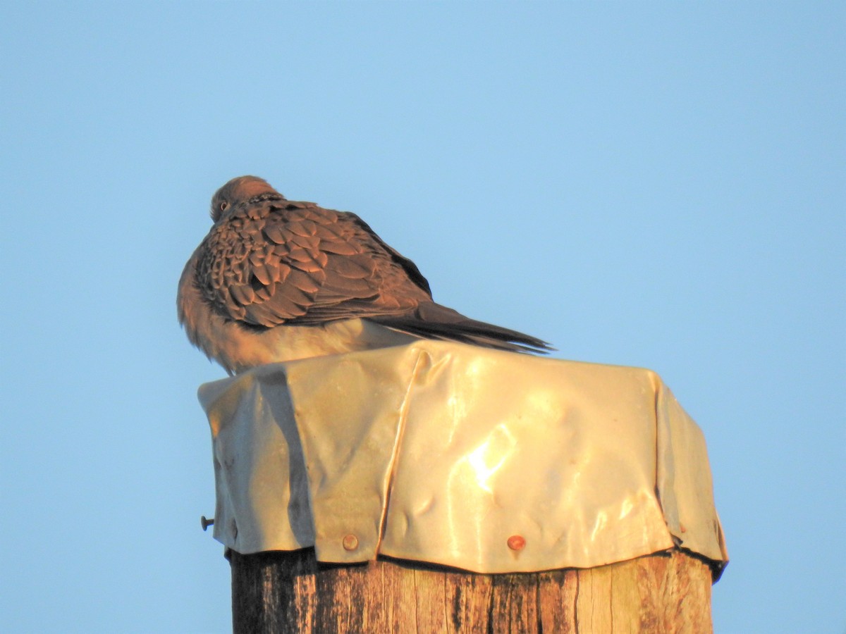 Spotted Dove - ML620279753