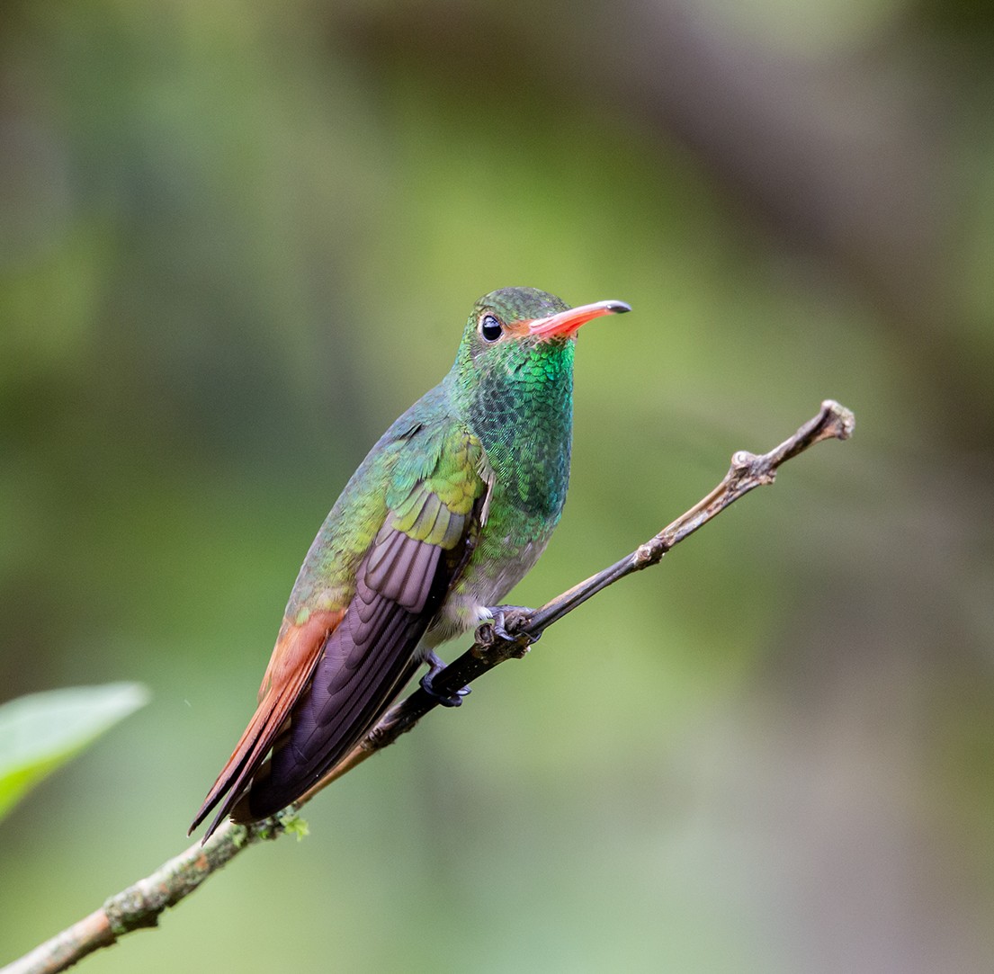 Rufous-tailed Hummingbird - ML620279754