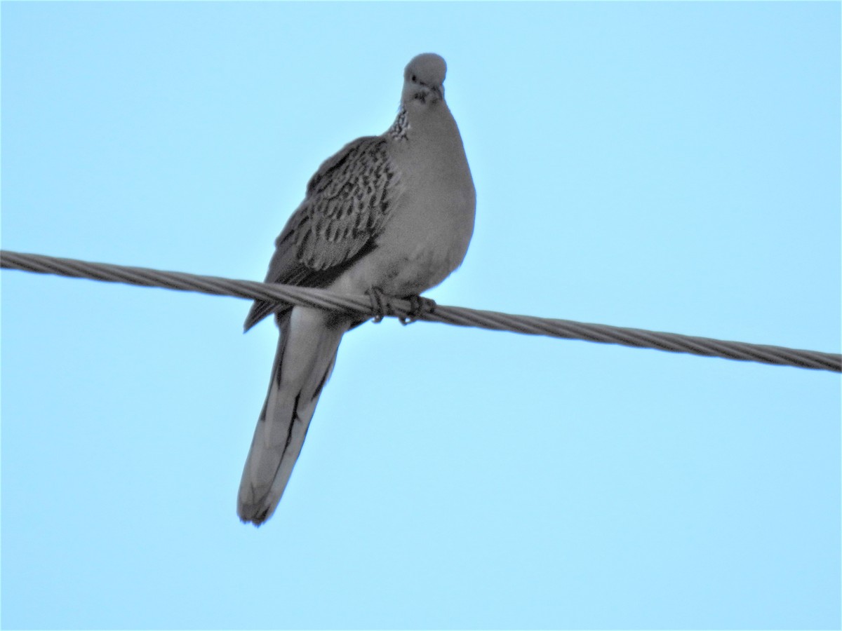 Spotted Dove - ML620279756