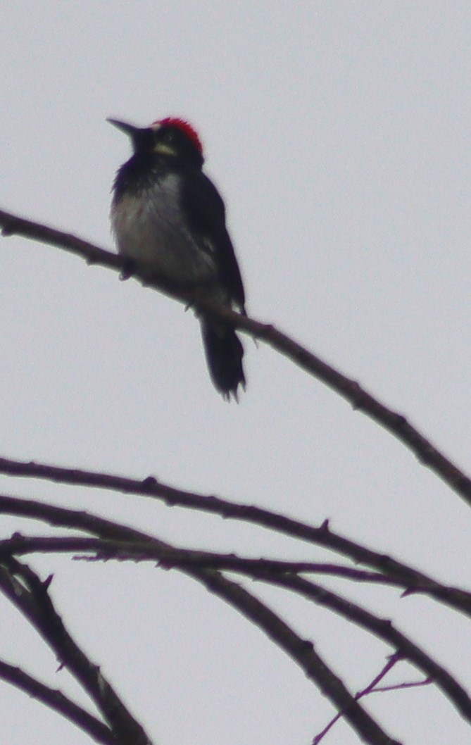 Acorn Woodpecker - ML620279759