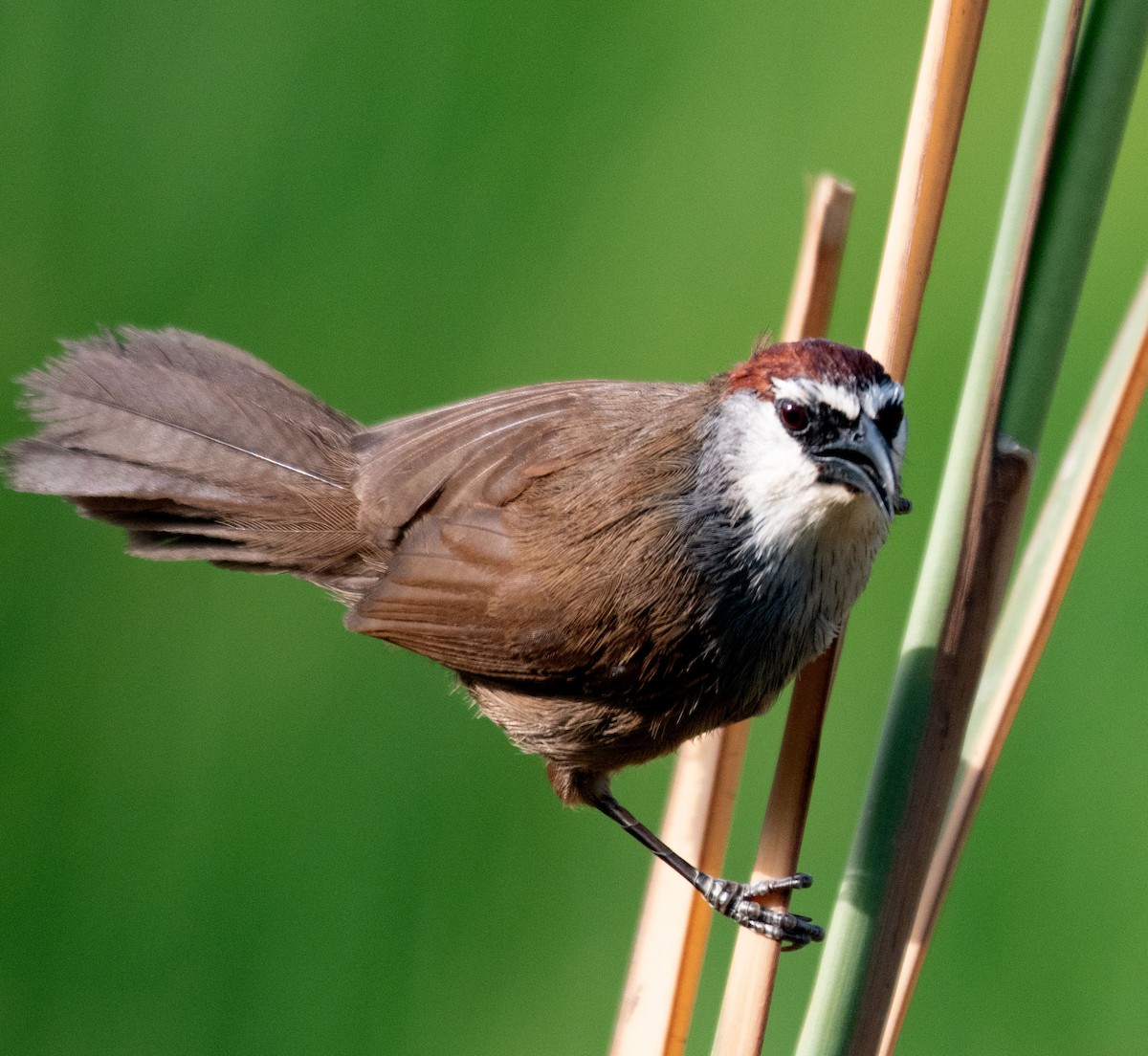 Chestnut-capped Babbler - ML620279760