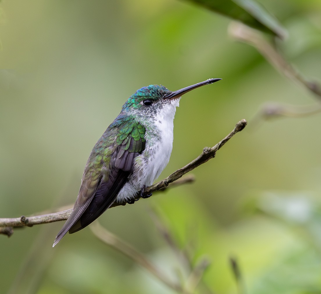 Andean Emerald - ML620279765