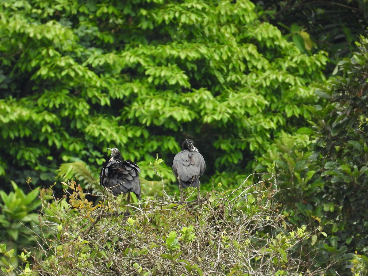 Horned Screamer - ML620279767