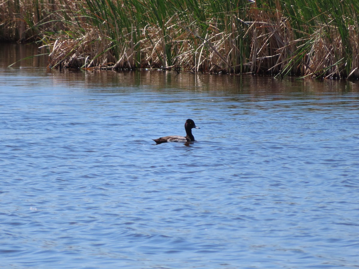 Lesser Scaup - ML620279777