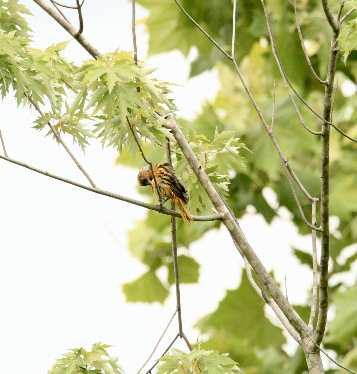 Orchard Oriole - ML620279781