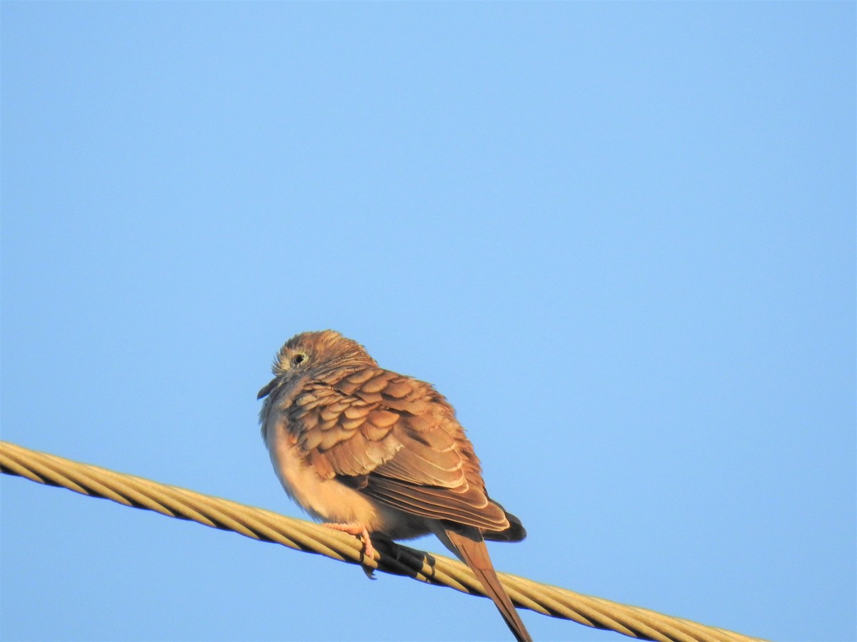 Peaceful Dove - ML620279782