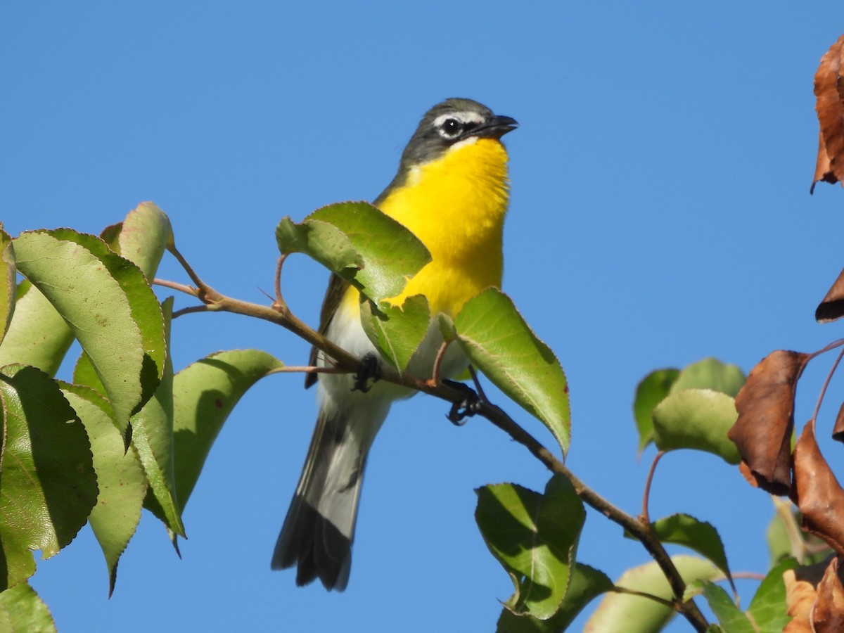 Yellow-breasted Chat - ML620279783