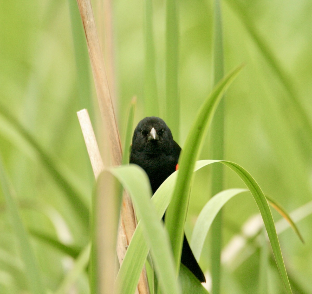 Red-winged Blackbird - ML620279787