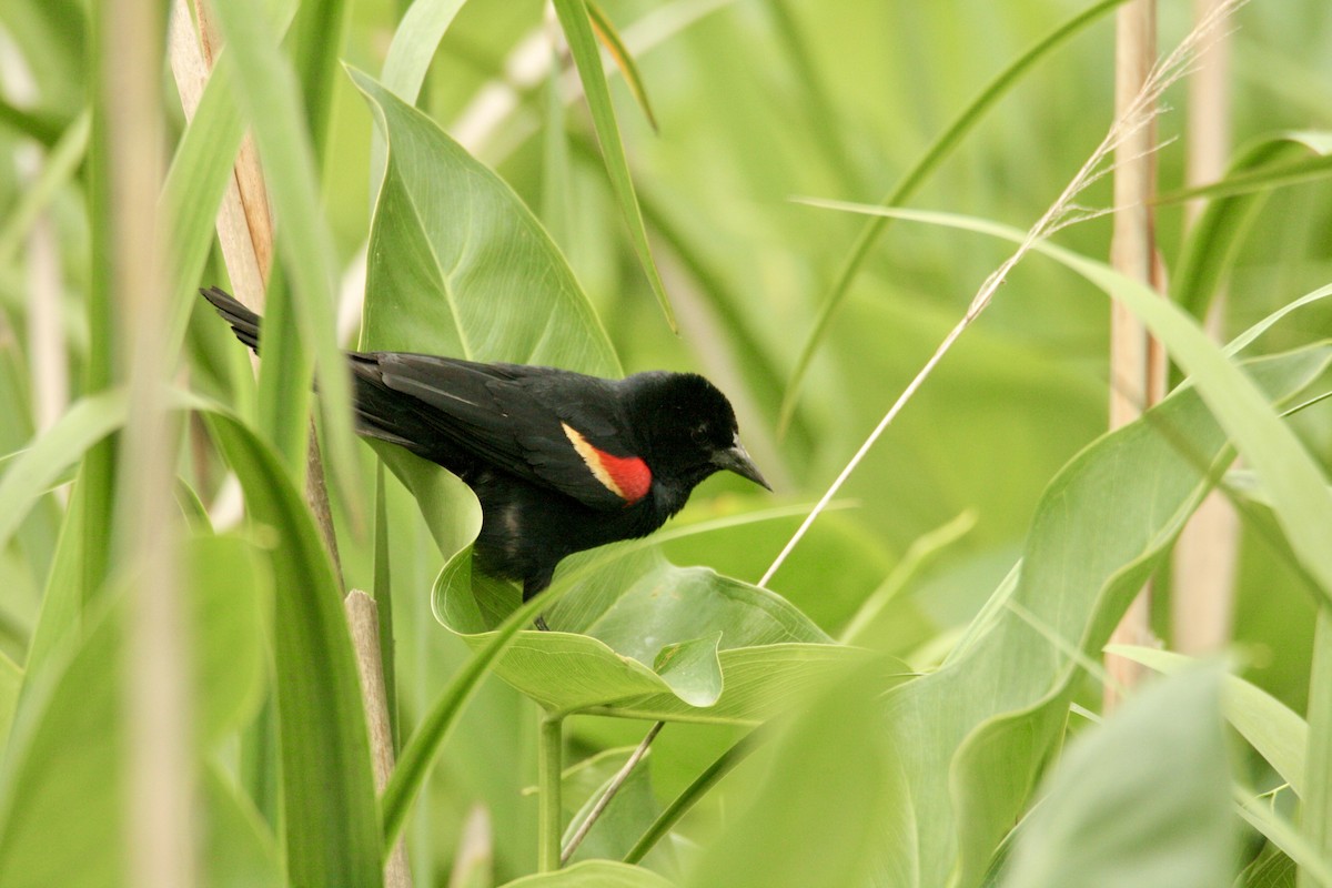 Red-winged Blackbird - ML620279788