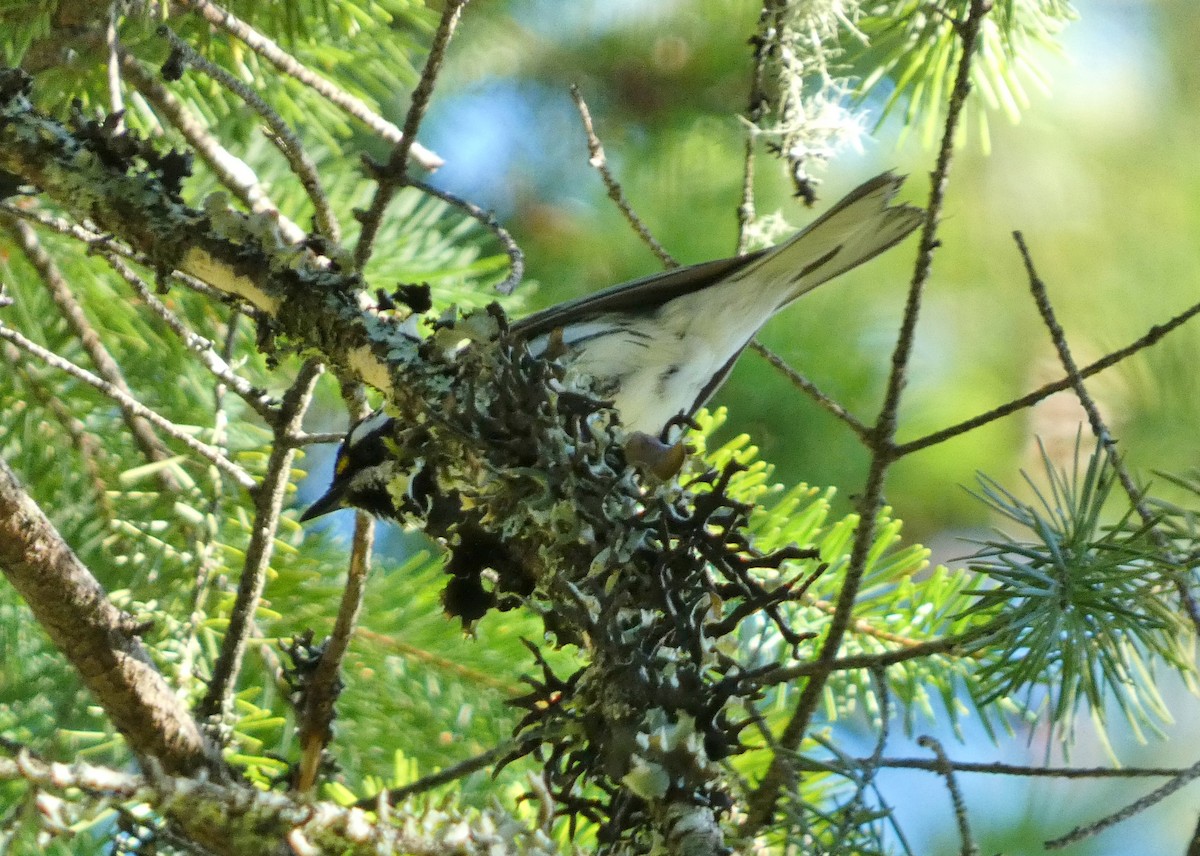 Black-throated Gray Warbler - ML620279794