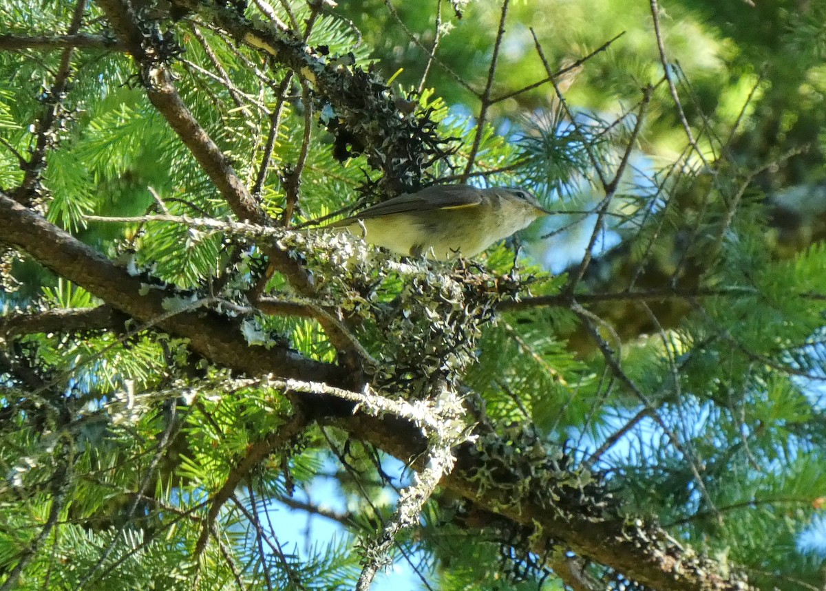 Warbling Vireo - ML620279800