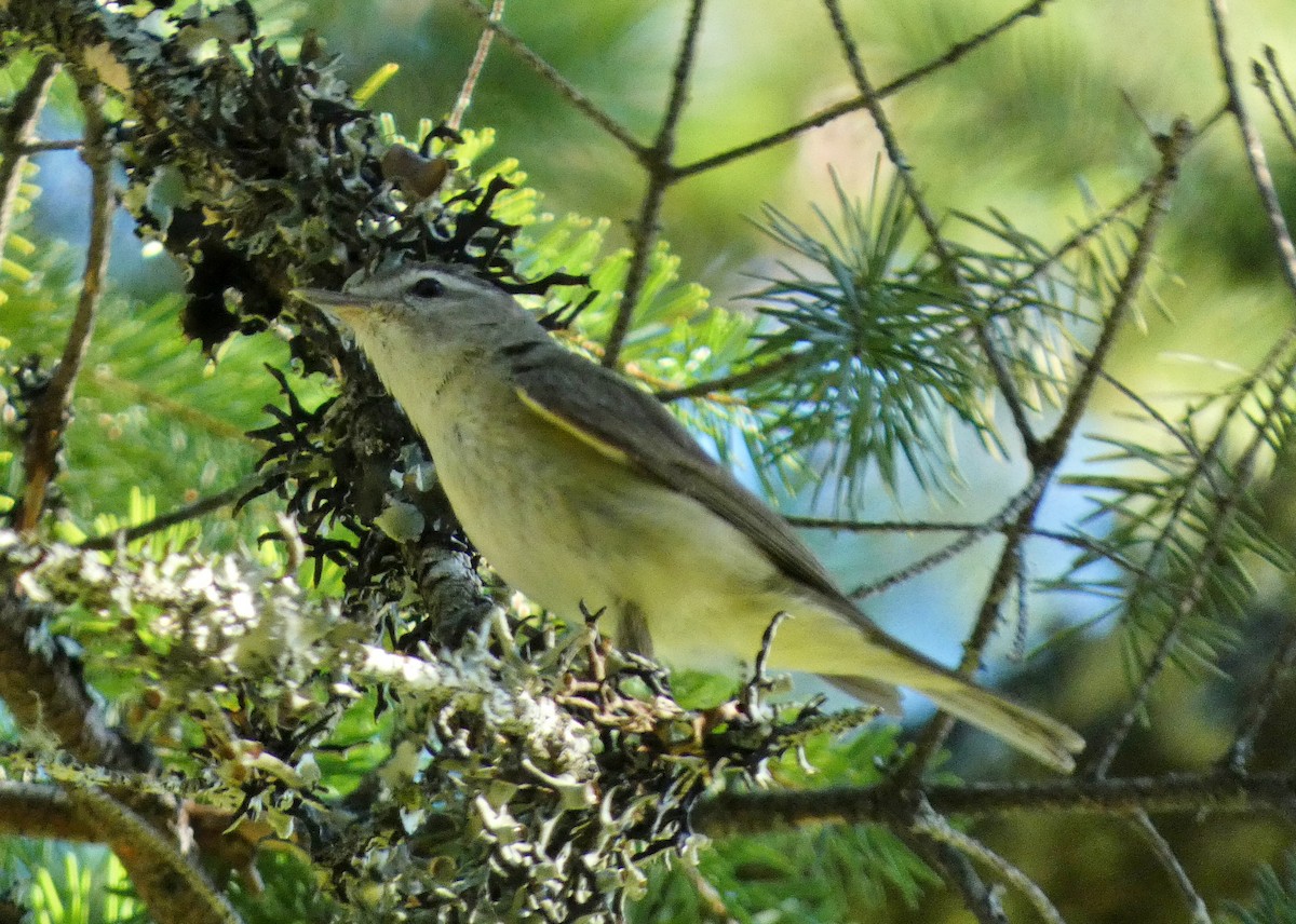 Sängervireo - ML620279801