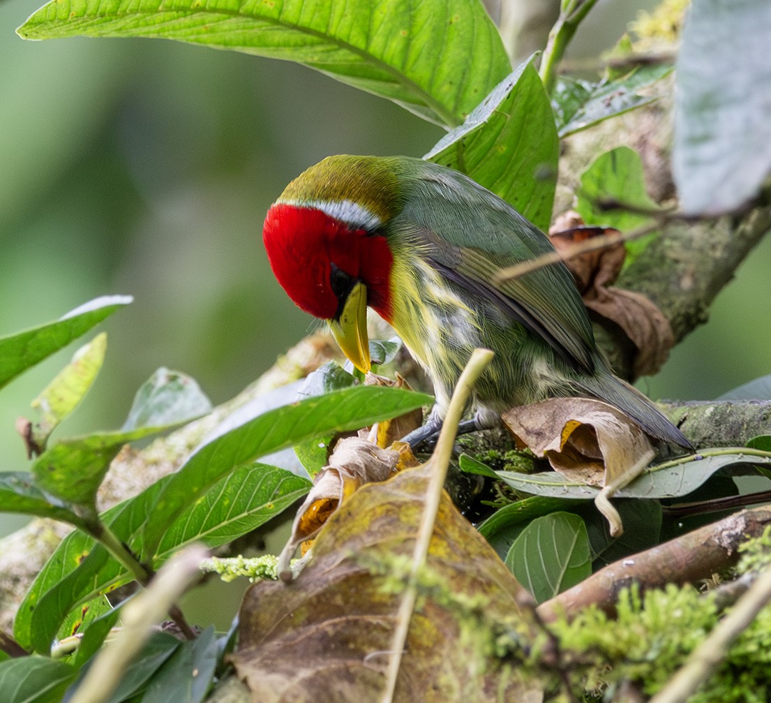 Red-headed Barbet - ML620279802