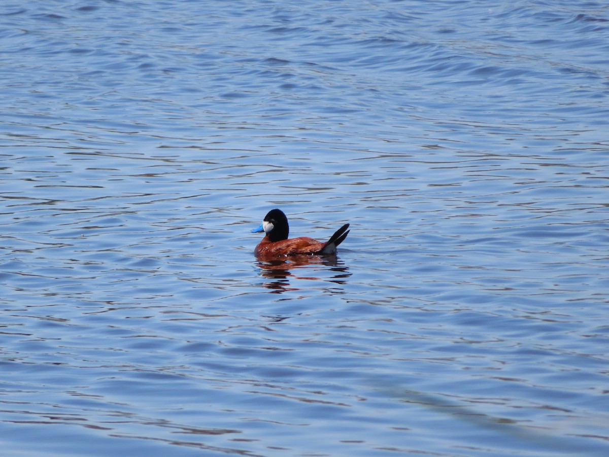 Ruddy Duck - ML620279803