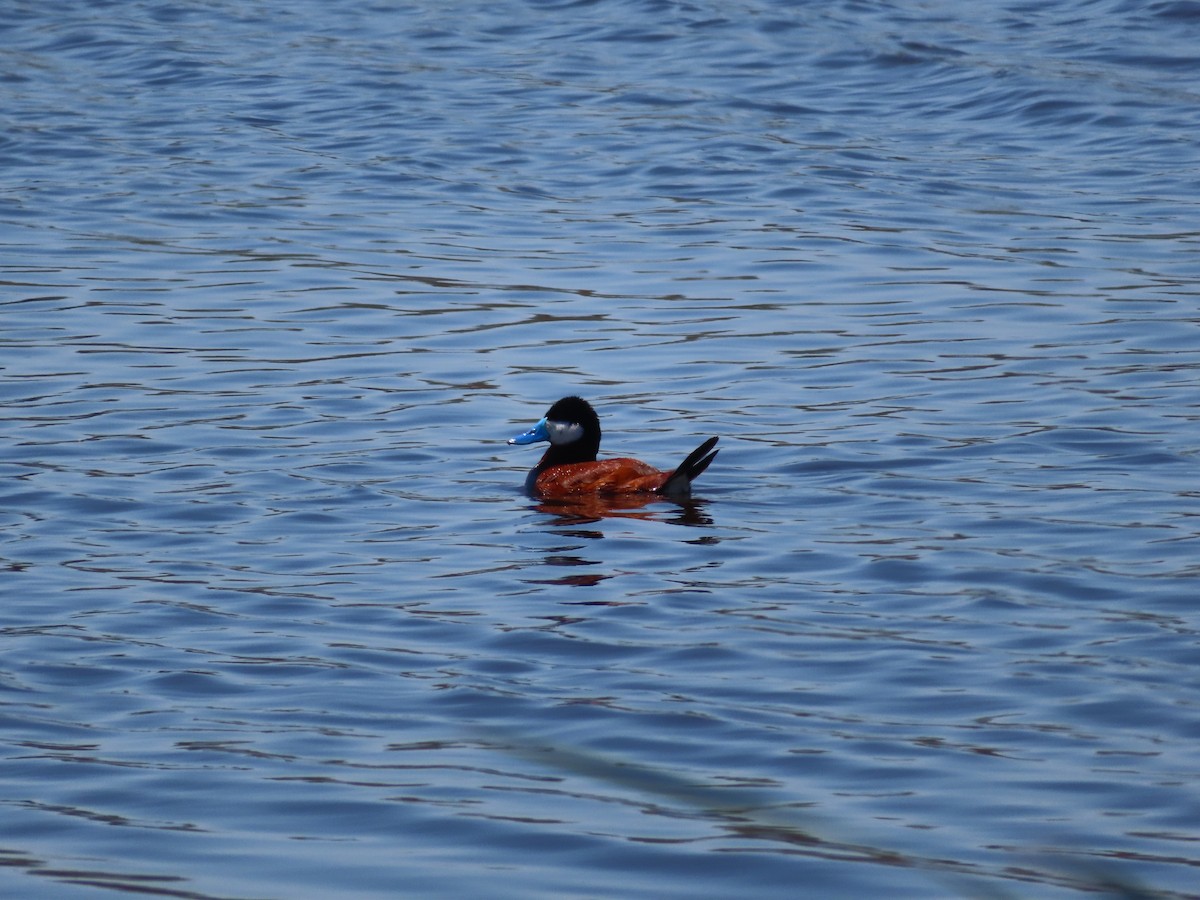 Ruddy Duck - ML620279805