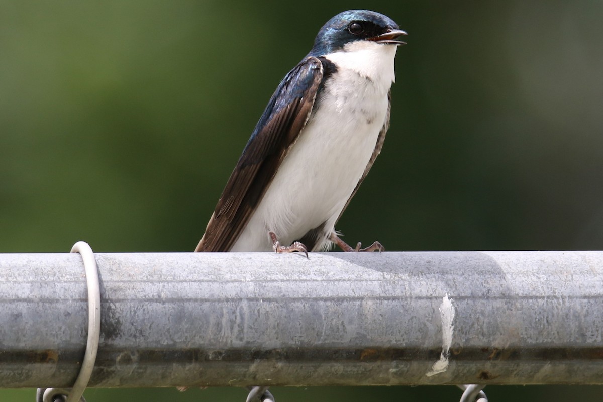 Tree Swallow - ML620279813