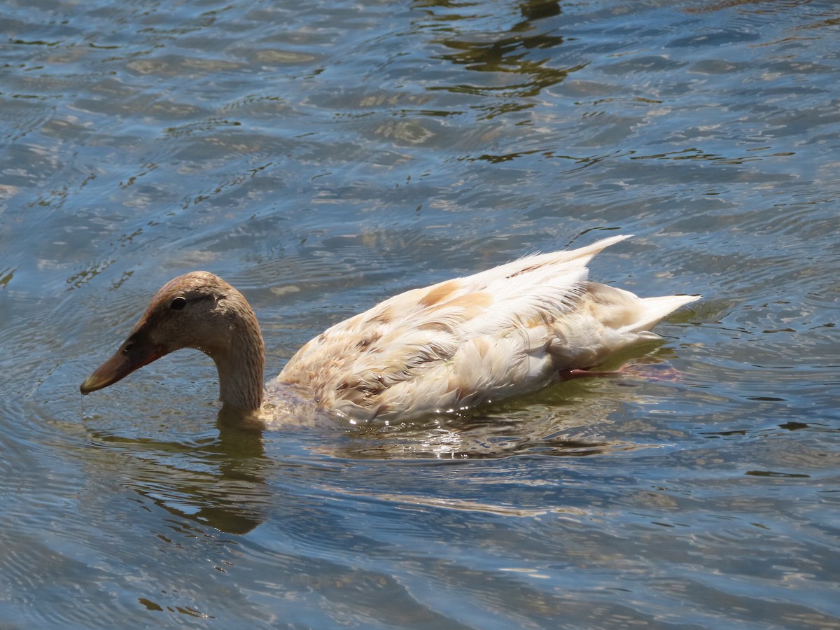 duck sp. - ML620279824