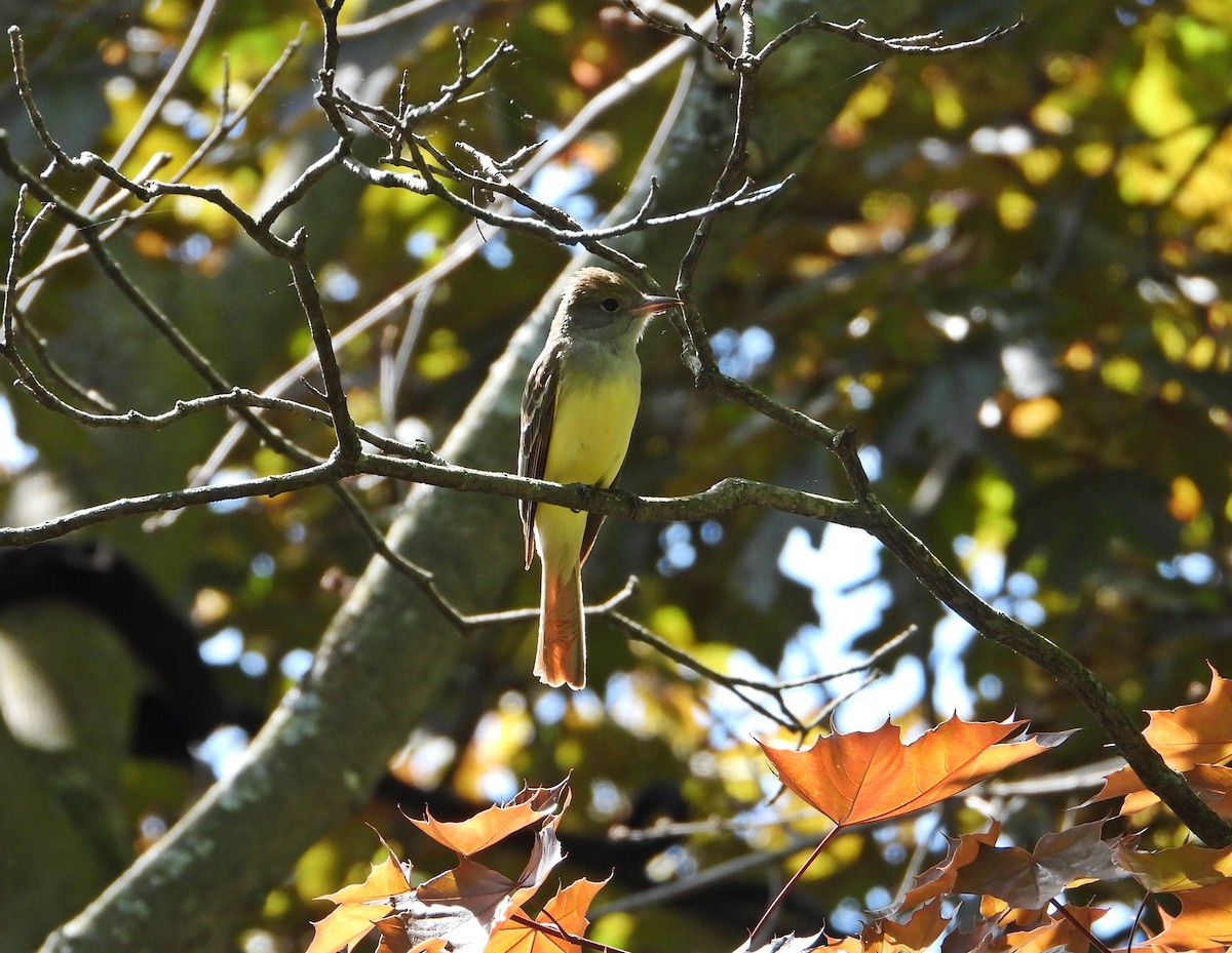 Great Crested Flycatcher - ML620279831