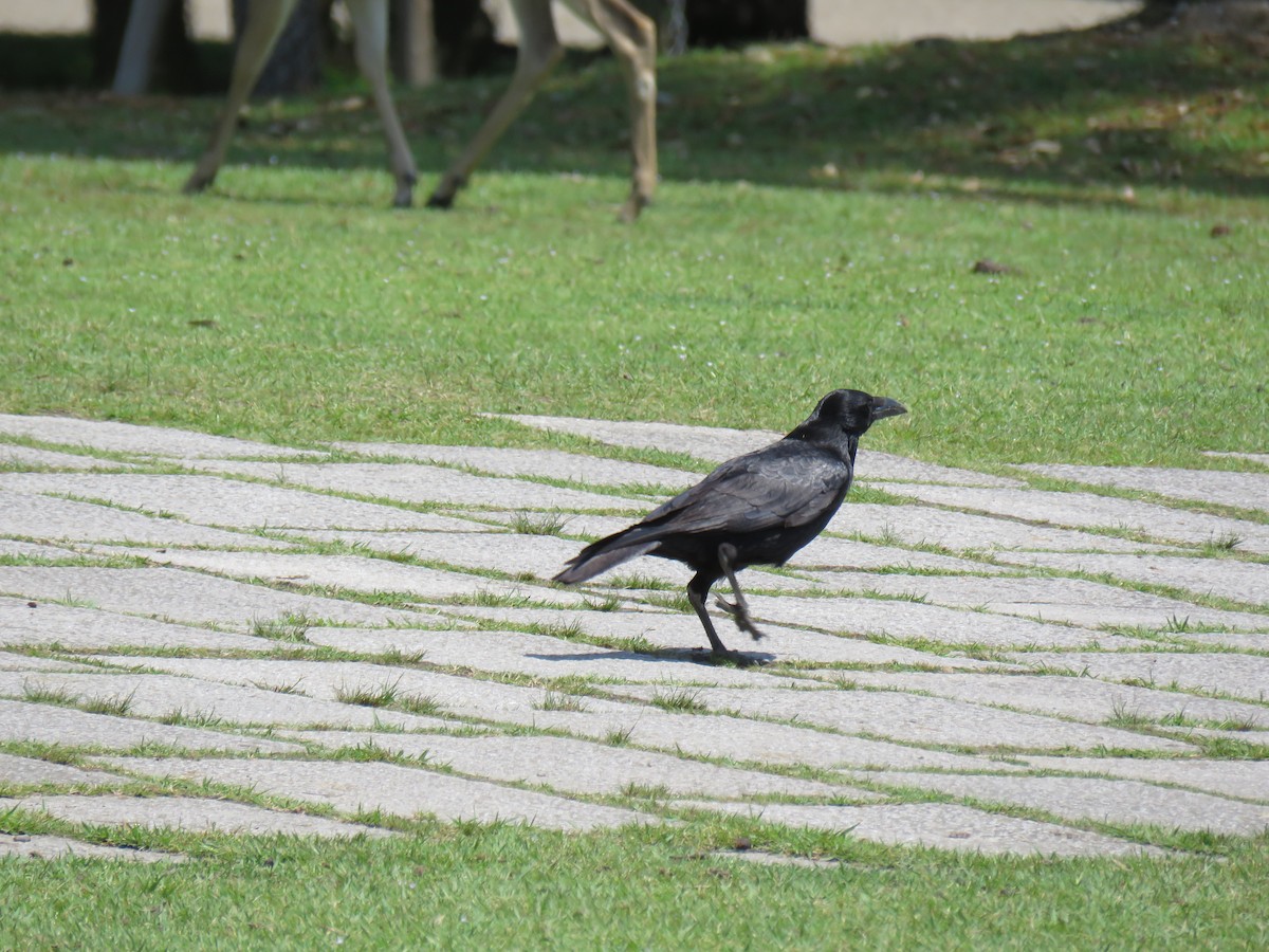 Carrion Crow - ML620279832