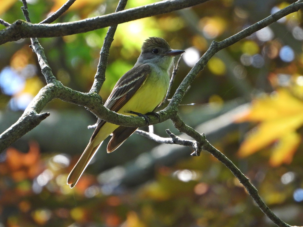 Great Crested Flycatcher - ML620279835