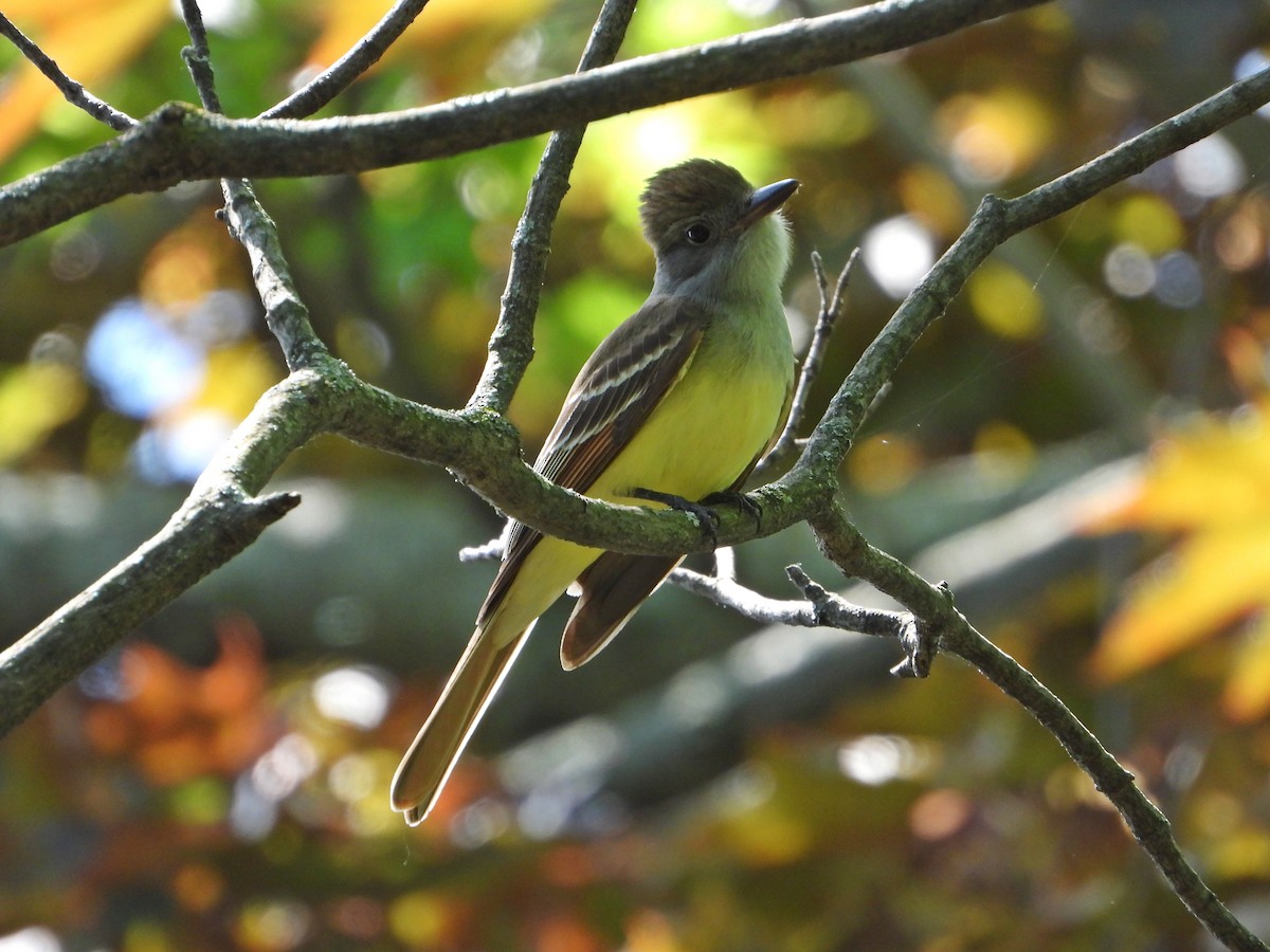 Great Crested Flycatcher - ML620279836