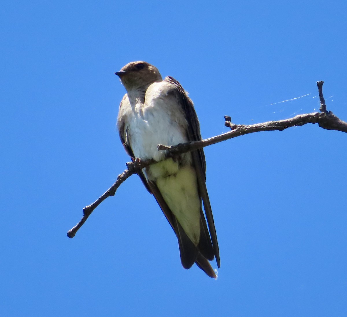 Northern Rough-winged Swallow - ML620279841