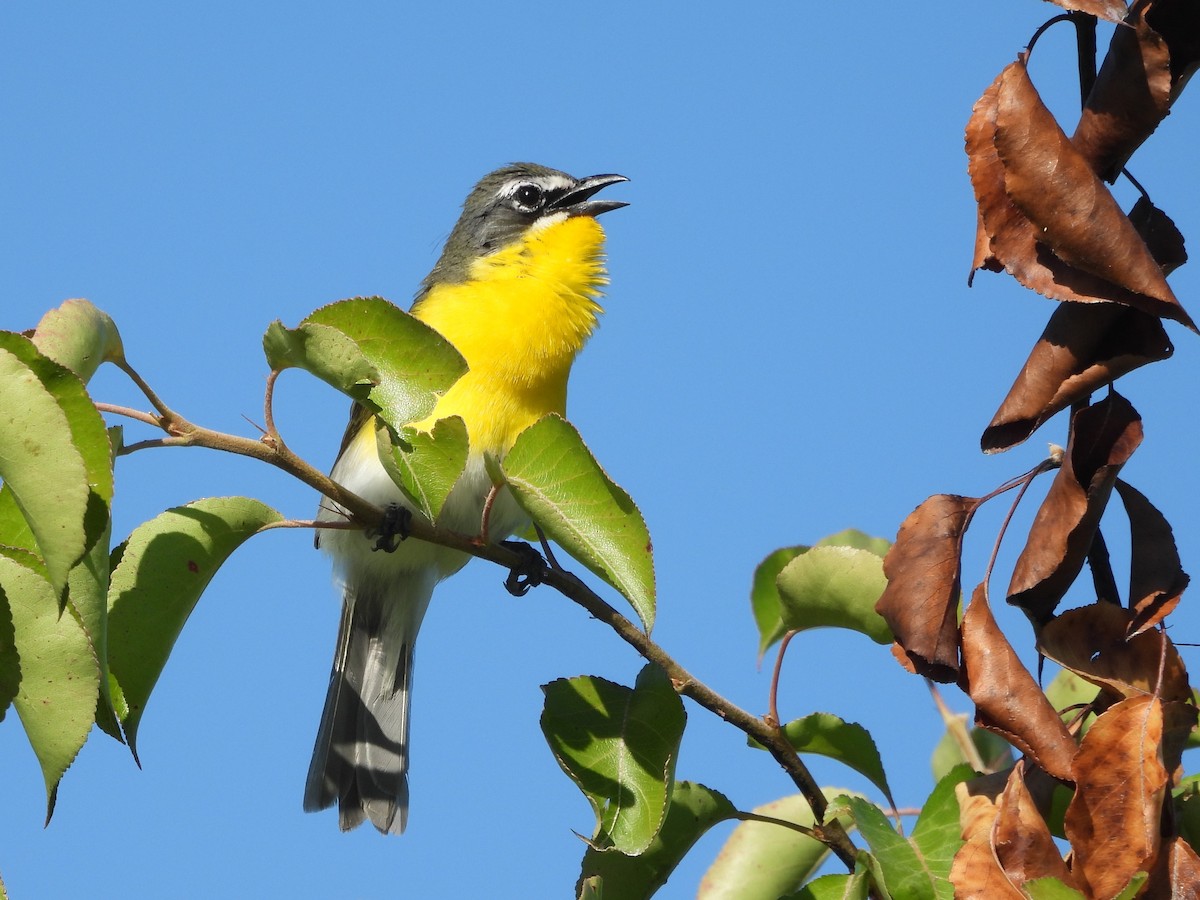 Yellow-breasted Chat - ML620279843