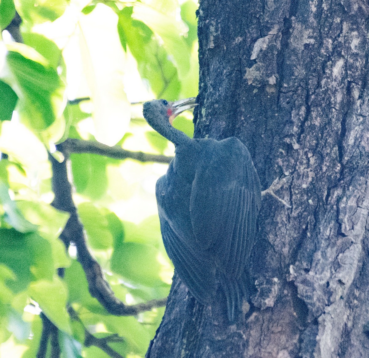 Great Slaty Woodpecker - ML620279844