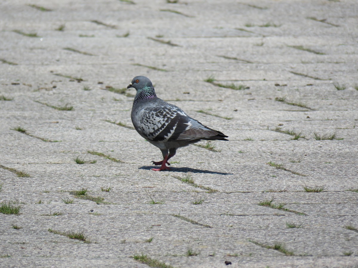 Rock Pigeon (Feral Pigeon) - ML620279847