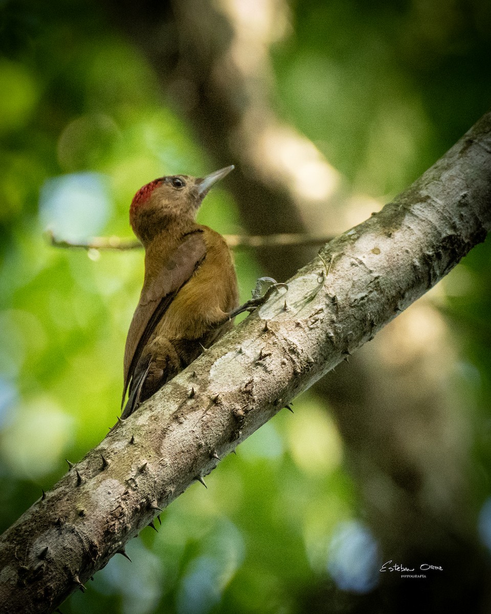 Smoky-brown Woodpecker - ML620279850