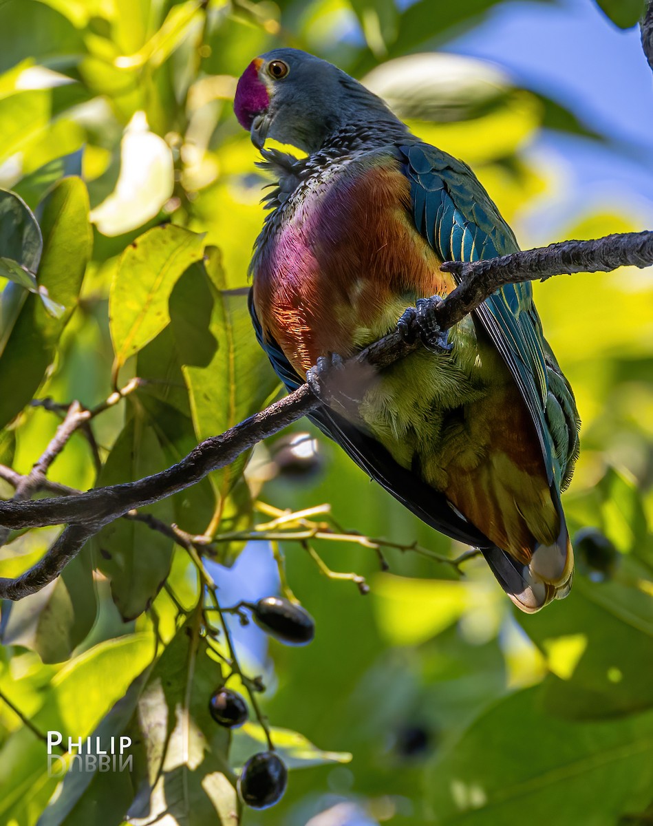 Rose-crowned Fruit-Dove - ML620279851
