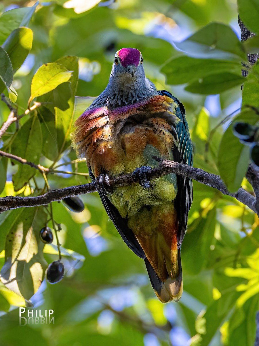 Rose-crowned Fruit-Dove - ML620279852