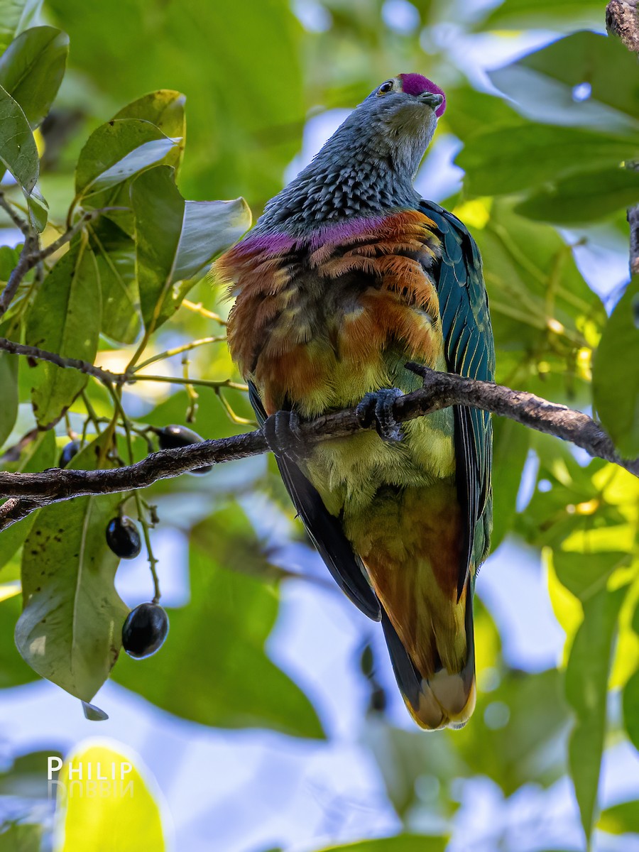 Rose-crowned Fruit-Dove - ML620279853