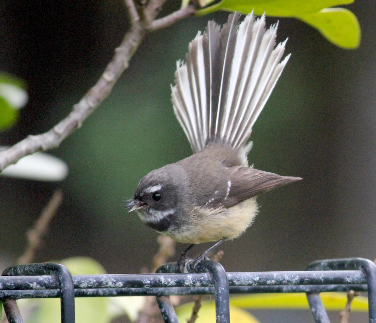 New Zealand Fantail - ML620279858