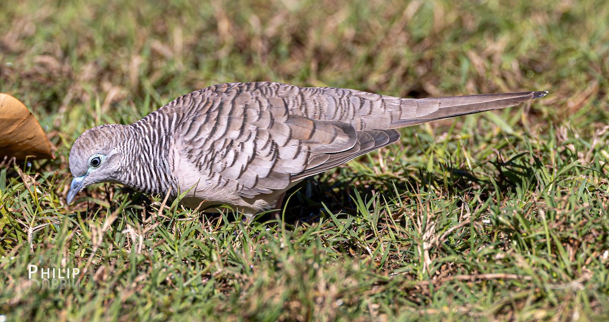 Peaceful Dove - ML620279859