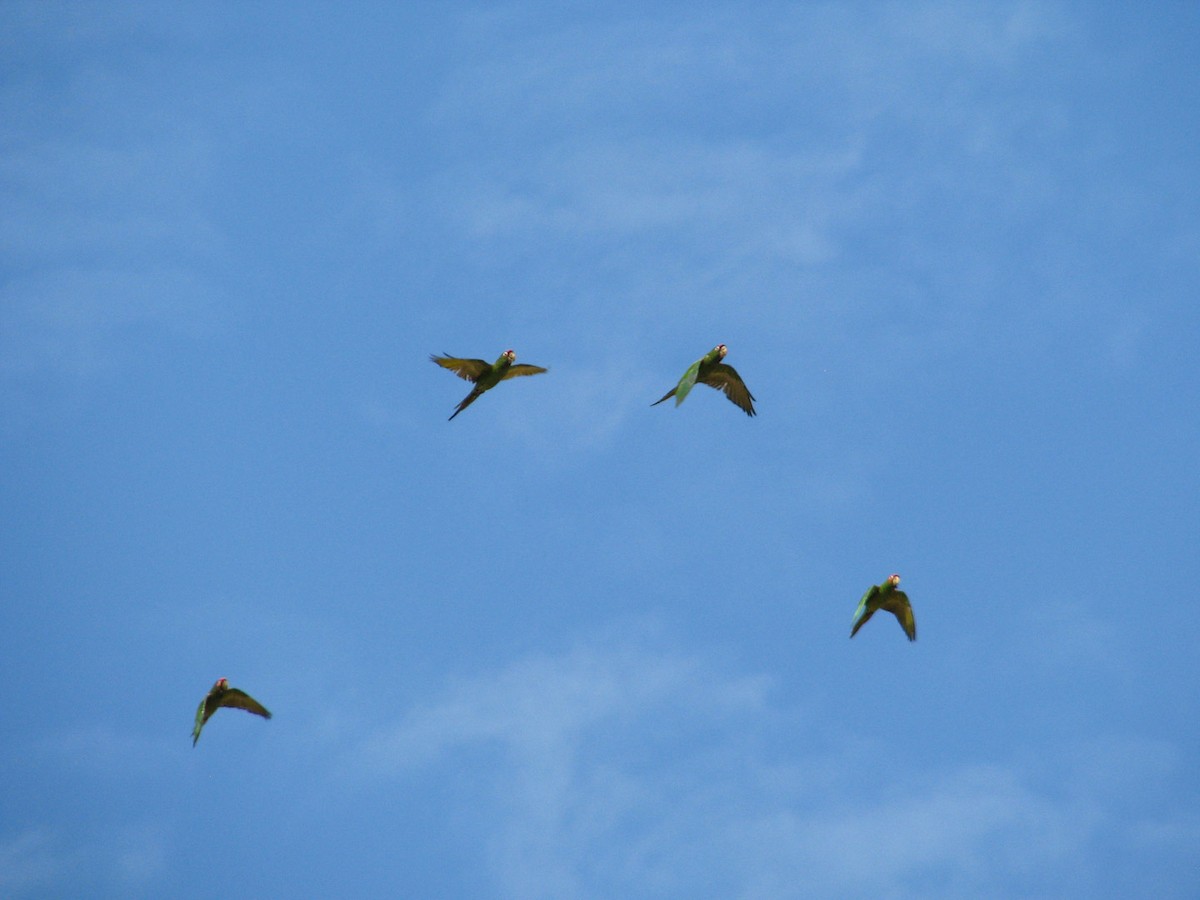 Conure mitrée - ML620279860