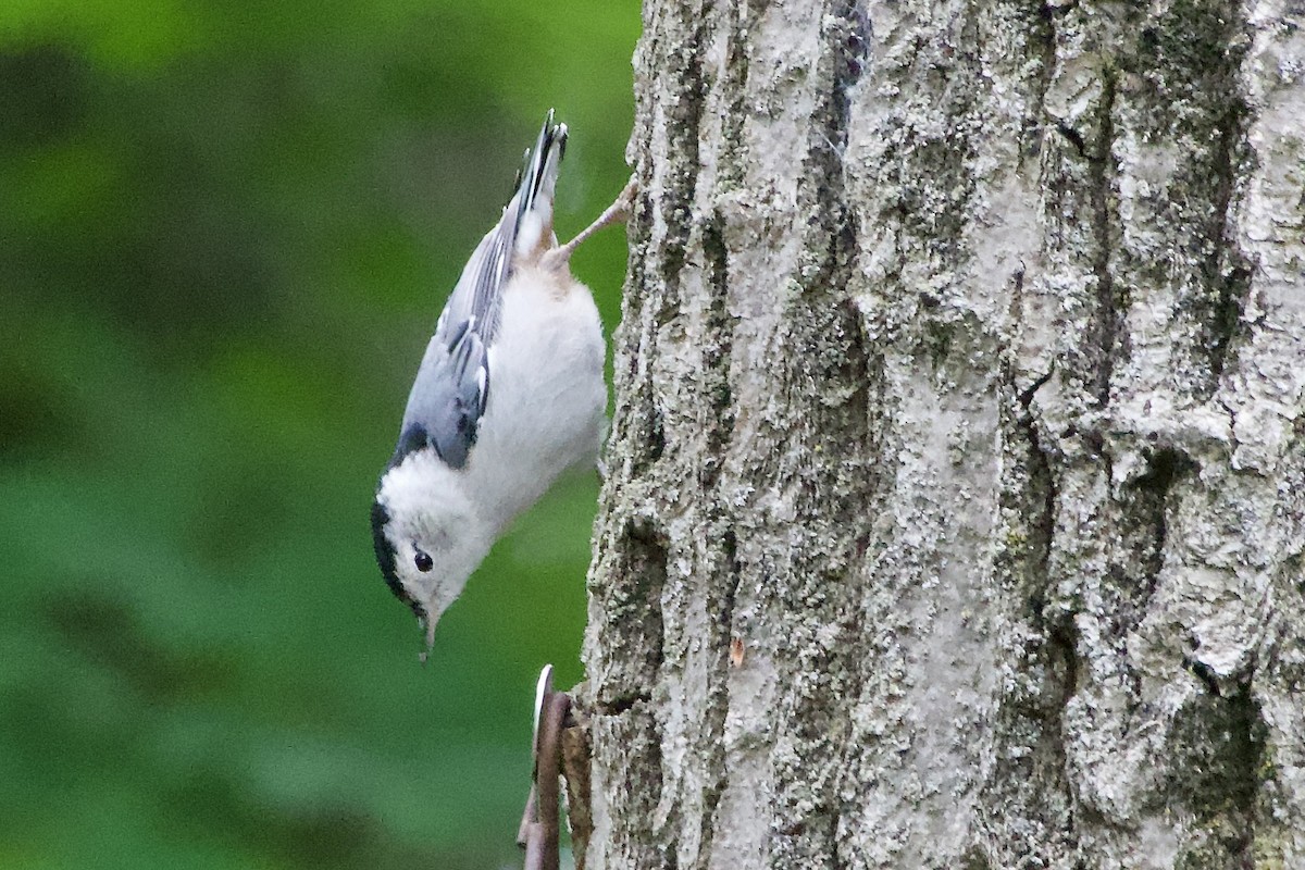 White-breasted Nuthatch - ML620279865