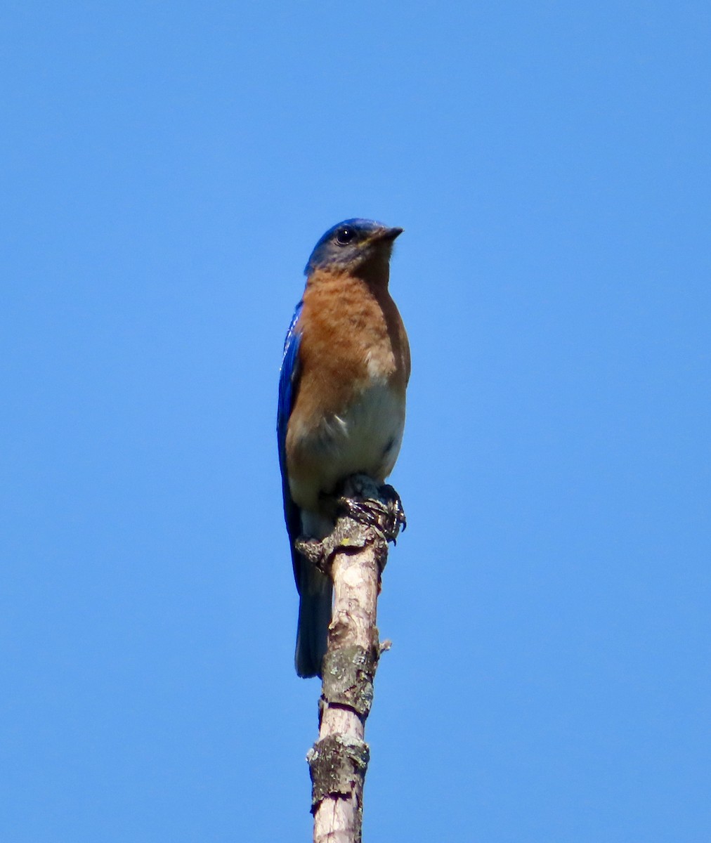 Eastern Bluebird - ML620279869