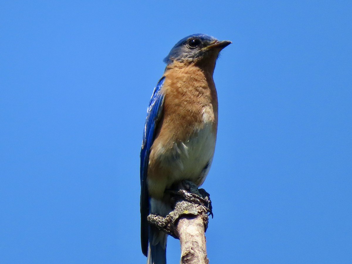 Eastern Bluebird - ML620279870