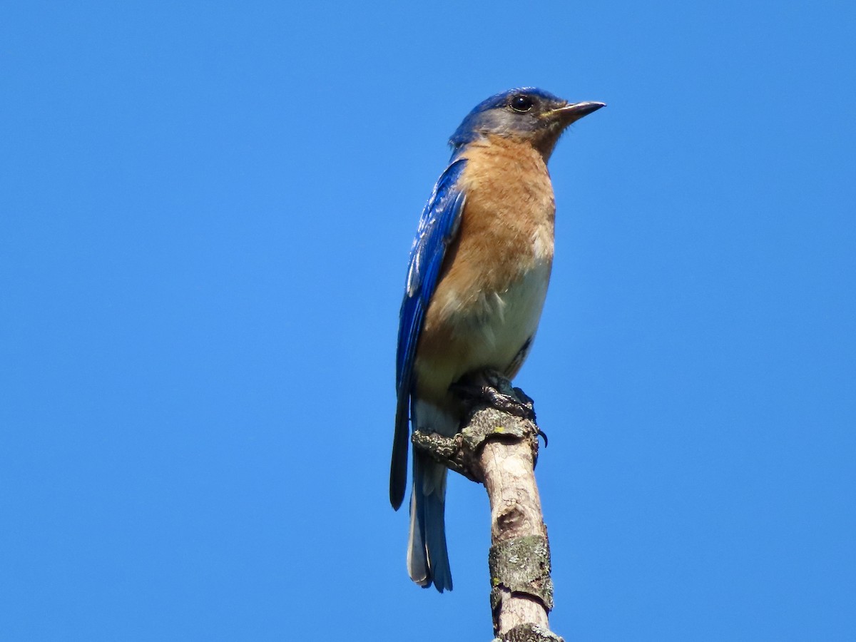 Eastern Bluebird - ML620279871