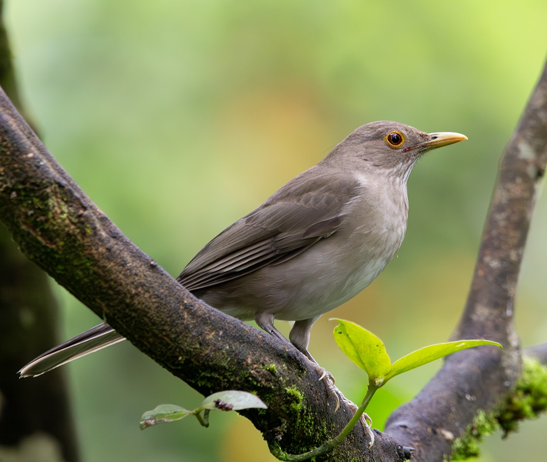 Ecuadorian Thrush - ML620279876