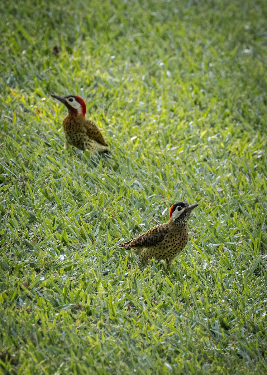 Spot-breasted Woodpecker - ML620279877